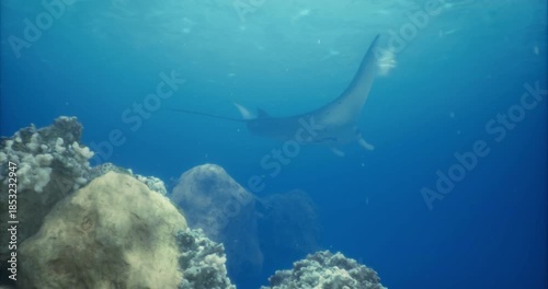 Wallpaper Mural A large ray swims effortlessly above a colorful coral reef. The sunlight filters through the clear blue water, illuminating the underwater landscape during midday. Torontodigital.ca