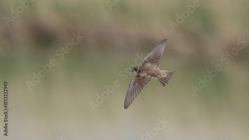Sand Martin flying.