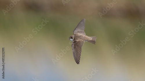 Sand Martin flying.