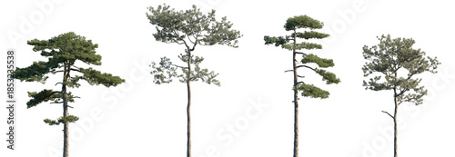 Fotografía Set of Pinus taiwanensis and Pinus elliottii frontal isolated png on a transpare