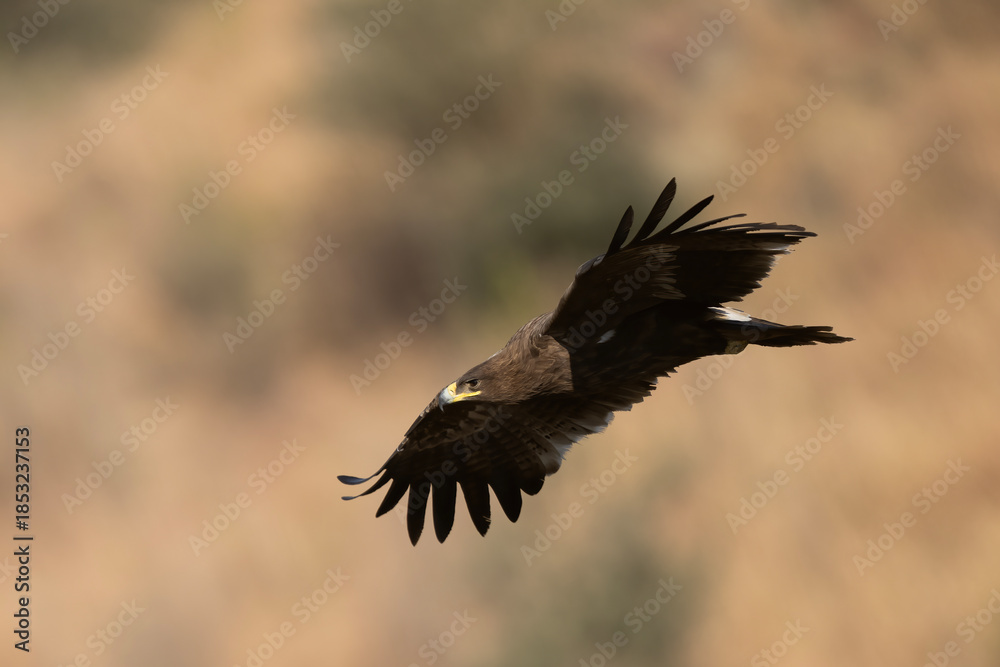 Obraz premium A Steppe Eagle in a dramatic mountain setting. The contrast between the dark raptor and the brilliant white peaks creates a cinematic and heroic wildlife portrait.