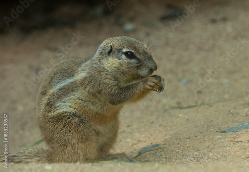 Cape ground squirrel