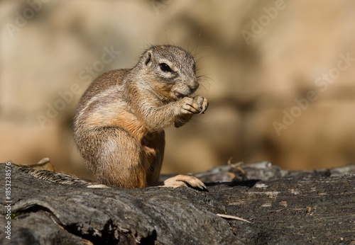 Cape ground squirrel