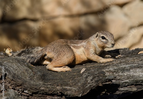 Cape ground squirrel
