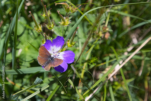 The wood cranesbill, Geranium sylvaticum, is visited by a butterfly of the genus Eumedonia eumedon.