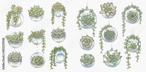 Set of watercolor succulents and string of pearls in hanging glass terrariums and pots.