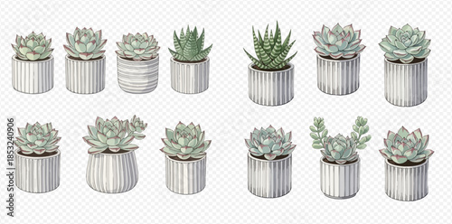 Collection of various potted succulent plants and cacti, perfect for home decor and indoor gardening.