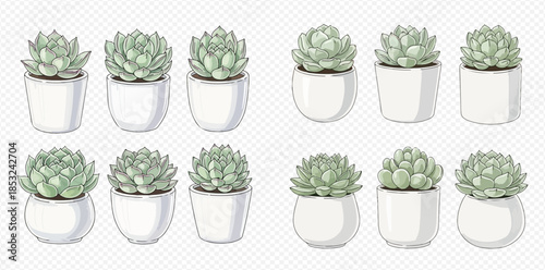 Collection of various potted succulent plants in different white ceramic containers on transparent background.