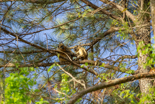 Fényképezés Dois macacos bugio empoleirados em galhos de um ipê sem flores.