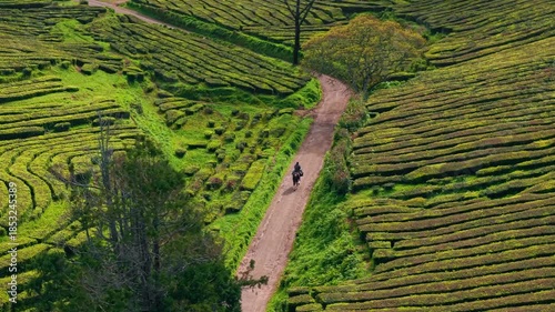 Aerial View of Horse Rider in Gorreana Tea Plantation Azores