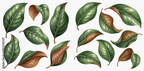 Set of green and brown leaves with detailed texture, illustrating plant life and nature.