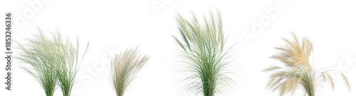 Quadro su tela Set of Nassella tenuissima (or Mexican feathergrass) isolated frontal png on a t