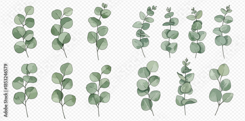 Set of watercolor eucalyptus leaves and branches, botanical illustration for decoration and design.