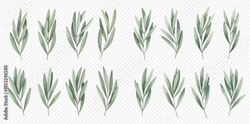 Set of watercolor olive branches with green leaves, perfect for Mediterranean-themed designs and natural botanical illustrations.