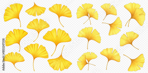 Set of beautiful golden yellow ginkgo biloba leaves in various shapes and sizes.