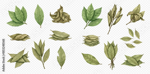 Watercolor collection of fresh and dried bay leaves, aromatic culinary herb for cooking and seasoning.