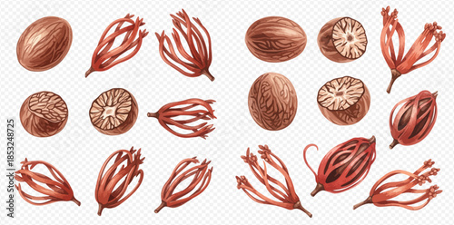Nutmeg and Mace Set: Realistic Hand-Drawn Illustrations of Whole and Ground Spices.
