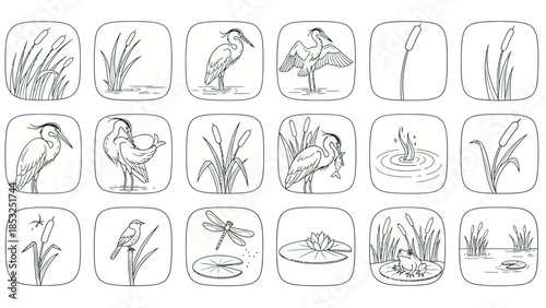 Line art illustrations of birds aquatic plants and pond life in square frames