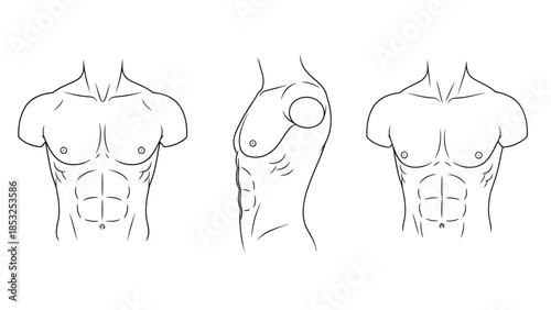 Male torso line drawings anatomy depiction with detailed musculature