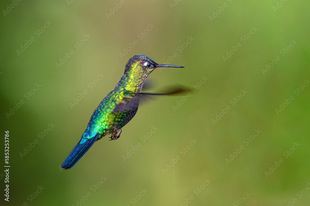 Fototapeta premium The fiery-throated hummingbird, Panterpe insignis, in flight