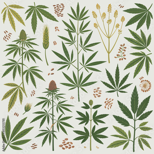 Cannabis Plants and Leaves on White Background