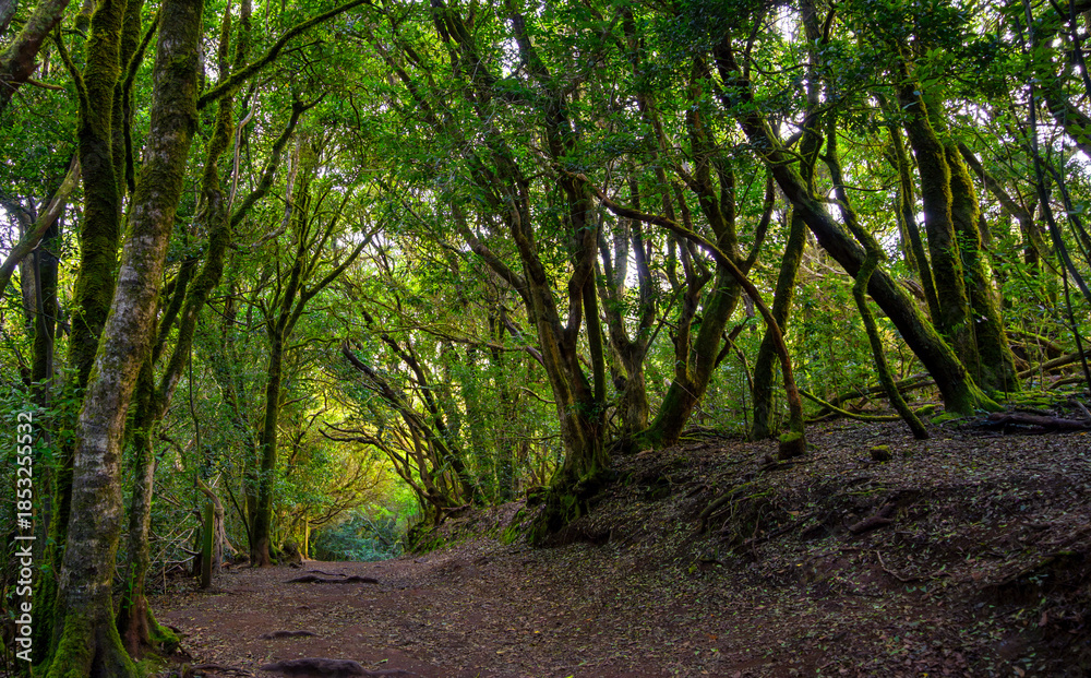 Fototapeta premium Ancient Laurel Forest in Anaga Rural Park, Tenerife with mossy twisted trees
