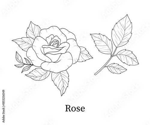 Rose line art hand-drawn vector illustration