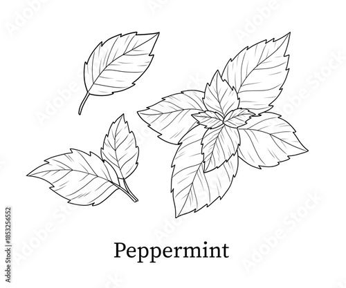 Peppermint line art hand-drawn vector illustration