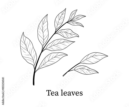 Tea leaves line art hand-drawn vector illustration