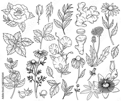 Wild flowers vector collection. herbs, herbaceous flowering plants, blooming flowers, subshrubs isolated on white background.