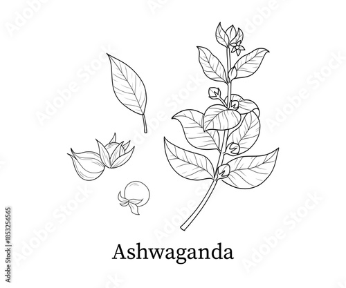 Ashwaganda line art hand-drawn vector illustration
