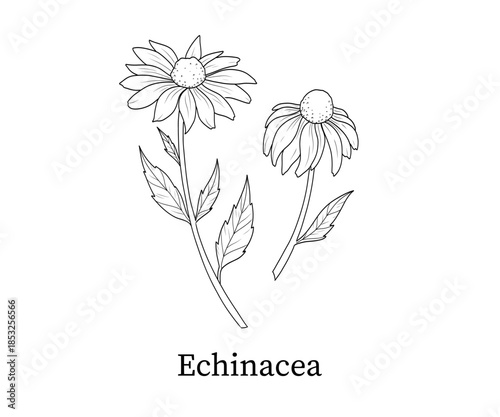 Echinacea line art hand-drawn vector illustration
