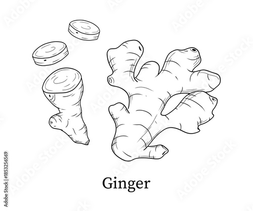 Ginger line art hand-drawn vector illustration