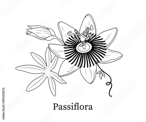 Passiflora line art hand-drawn vector illustration