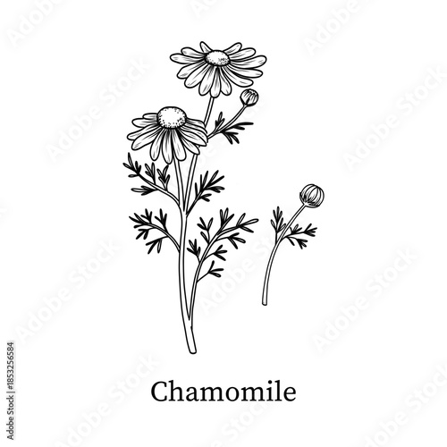 Chamomile line art hand-drawn vector illustration