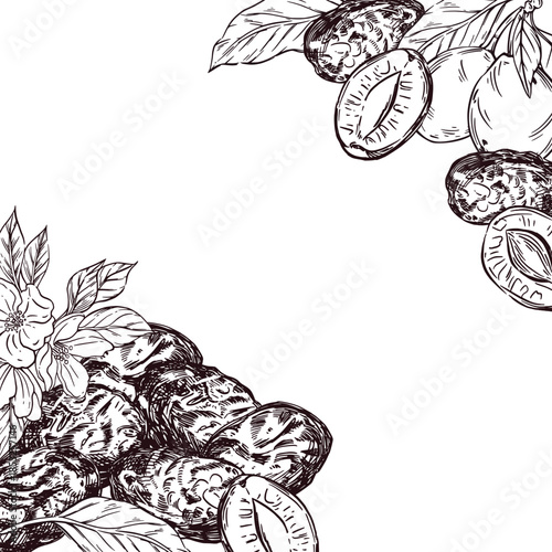 Vector frame of prunes, fresh plums, fruit tree flowers, all hand-drawn with ink and translated into vector. The illustration is perfect for printing on fabric and paper.