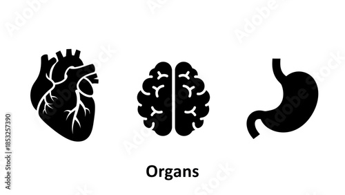 Medical illustration of heart brain and stomach organs on white background