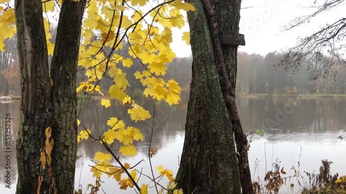 cloudy autumn morning, landscape with yellow maple leaves
