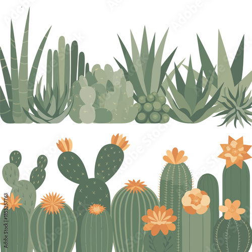Cacti and Succulents on White Background