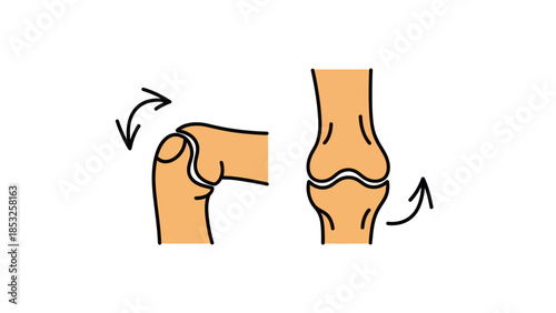 Medical illustration of human finger joints depicting movement and function