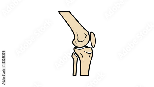 Medical illustration of human knee joint showing anatomy in profile