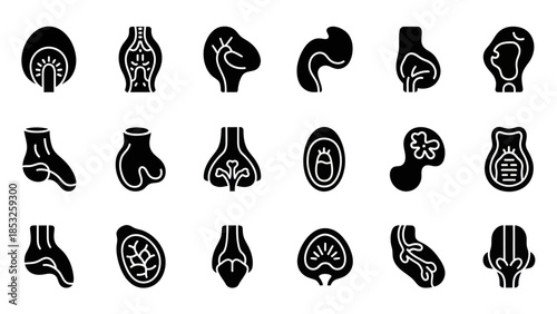 Set of anatomical shapes and silhouettes in a vector illustration