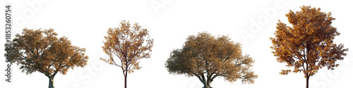 Εκτύπωση καμβά Set of autumn Quercus suber and Quercus serrata (commonly known as the jolcham o