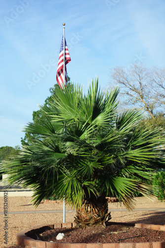 Bushy fan palm tree with American flag flying right raised above its top against winter blue sky, Phoenix, Arizona