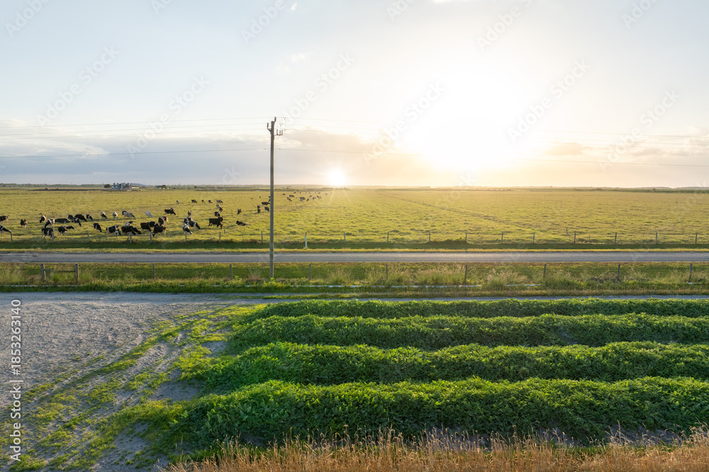 Fototapeta premium Agricultural cultivated field in summer season with growing crops. Green farm fields in Florid. Farming and agriculture industry in USA
