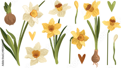 Hand-drawn spring botanical illustrations of white and yellow daffodil flowers, bulb, buns and leaves, narcissus plant