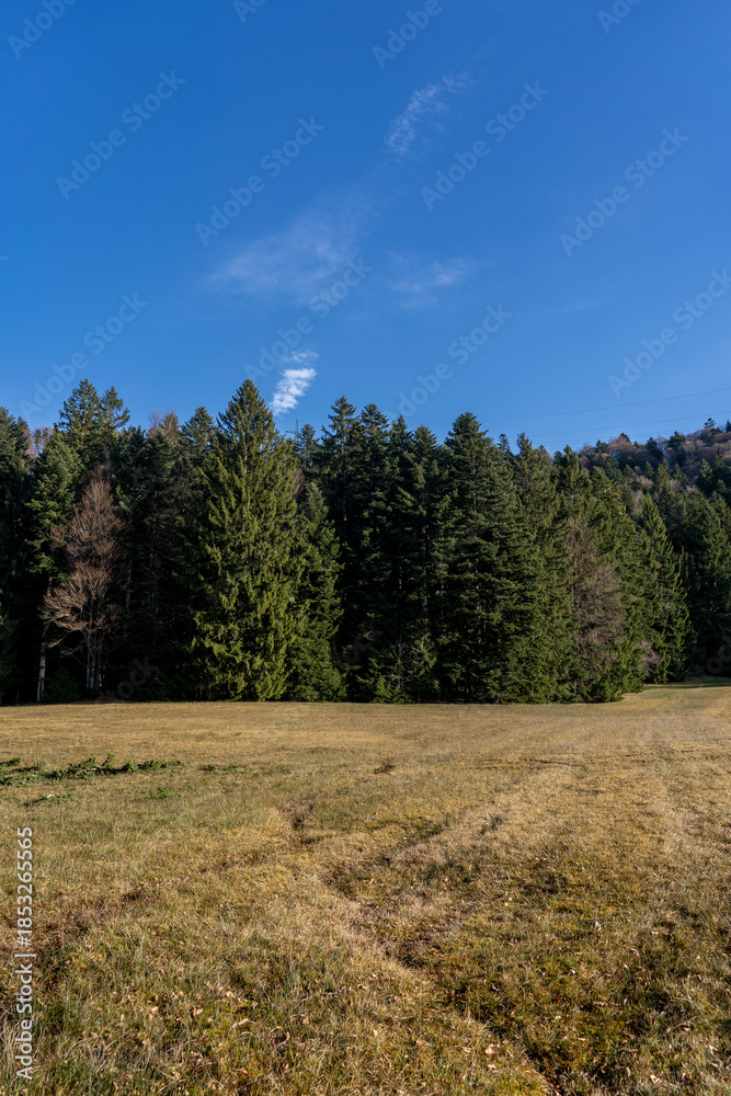 Obraz premium raised bog with lush grass in a clearing of confiere trees in rural alpine area in late autumn with blue sky