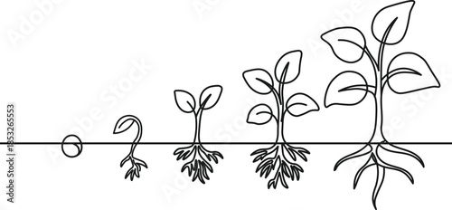 Minimalist continuous line art depicting plant growth from seed to mature tree