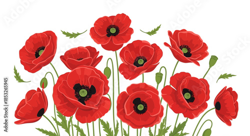 Illustration of several red poppy flowers with green stems and leaves on white.