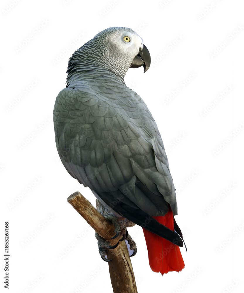 Obraz premium “Colorful Birds of the World Illustration Featuring Flying and Perched Birds, Tropical and Wild Bird Species in Nature, Perfect for Wall Art, T-Shirt Design, Posters, Stickers, and Stock Photography”